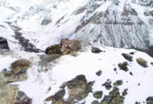 Photo of ڈبلیو ڈبلیو ایف پاکستان کی جانب سے برفانی چیتے کے بچوں کی نایاب فوٹیج جاری